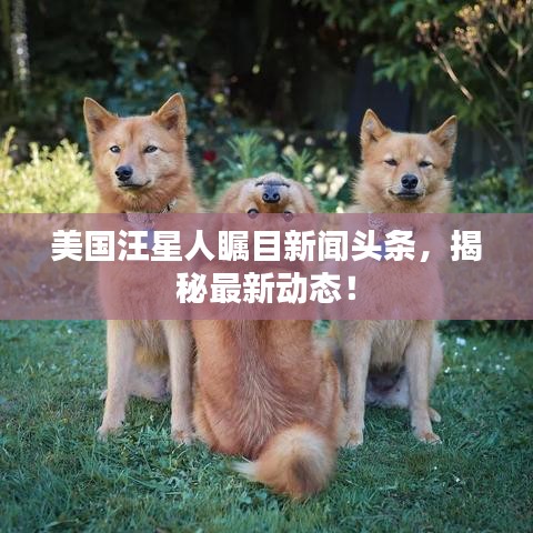 美國汪星人矚目新聞?lì)^條，揭秘最新動(dòng)態(tài)！