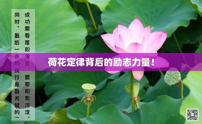 荷花定律背后的勵(lì)志力量！