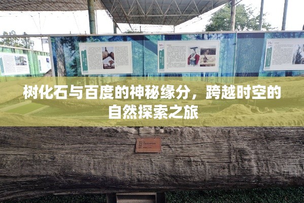 樹化石與百度的神秘緣分，跨越時空的自然探索之旅