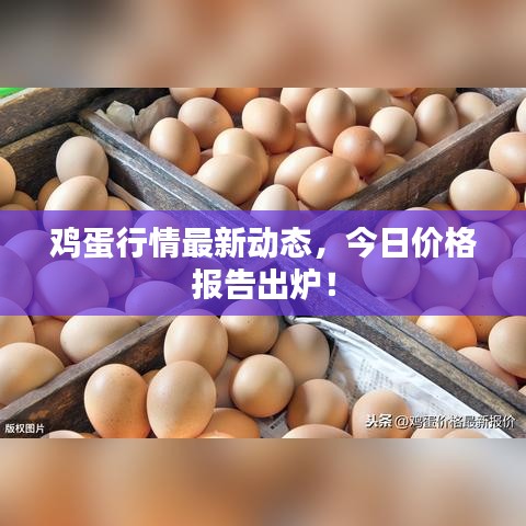 雞蛋行情最新動(dòng)態(tài)，今日價(jià)格報(bào)告出爐！
