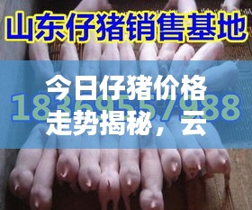 今日仔豬價格走勢揭秘，云南市場最新動態(tài)一網(wǎng)打盡