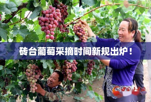 磚臺(tái)葡萄采摘時(shí)間新規(guī)出爐！