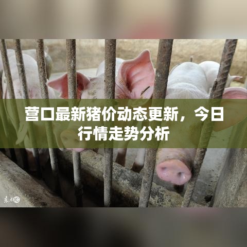 營口最新豬價(jià)動(dòng)態(tài)更新，今日行情走勢分析