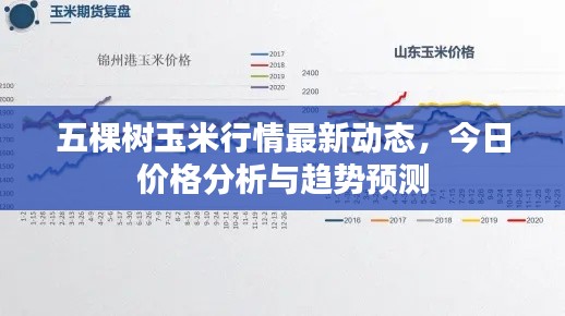 五棵樹玉米行情最新動態(tài)，今日價格分析與趨勢預(yù)測