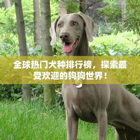 全球熱門(mén)犬種排行榜，探索最受歡迎的狗狗世界！