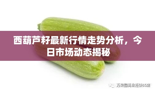 西葫蘆籽最新行情走勢分析，今日市場動態(tài)揭秘
