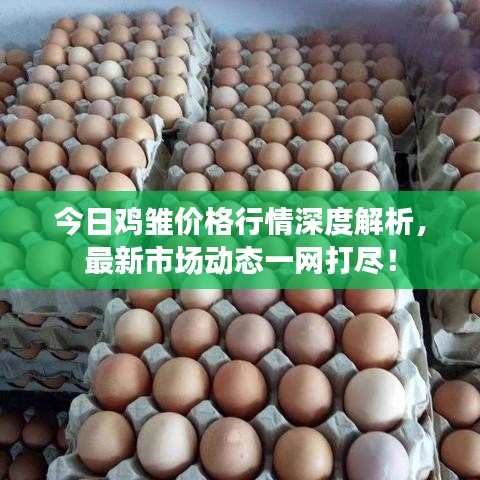今日雞雛價格行情深度解析，最新市場動態(tài)一網(wǎng)打盡！