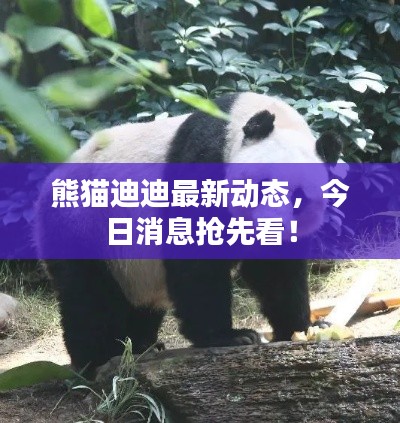 熊貓迪迪最新動(dòng)態(tài)，今日消息搶先看！