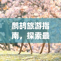 鷓鴣旅游指南，探索最佳行程，讓你的旅行更精彩！