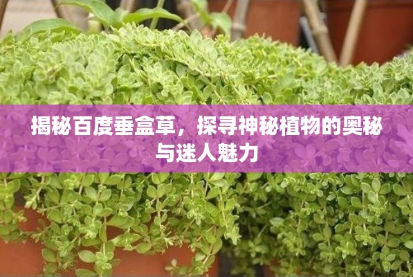 揭秘百度垂盒草，探尋神秘植物的奧秘與迷人魅力