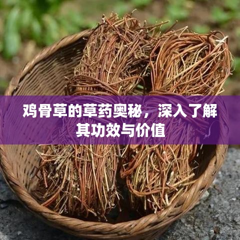 雞骨草的草藥奧秘，深入了解其功效與價(jià)值