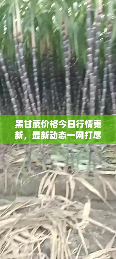 黑甘蔗價(jià)格今日行情更新，最新動(dòng)態(tài)一網(wǎng)打盡！