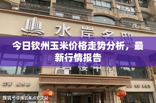 今日欽州玉米價(jià)格走勢(shì)分析，最新行情報(bào)告