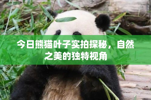 今日熊貓葉子實(shí)拍探秘，自然之美的獨(dú)特視角