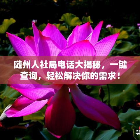 隨州人社局電話大揭秘，一鍵查詢，輕松解決你的需求！