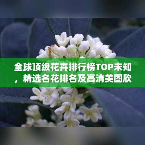 全球頂級花卉排行榜TOP未知，精選名花排名及高清美圖欣賞