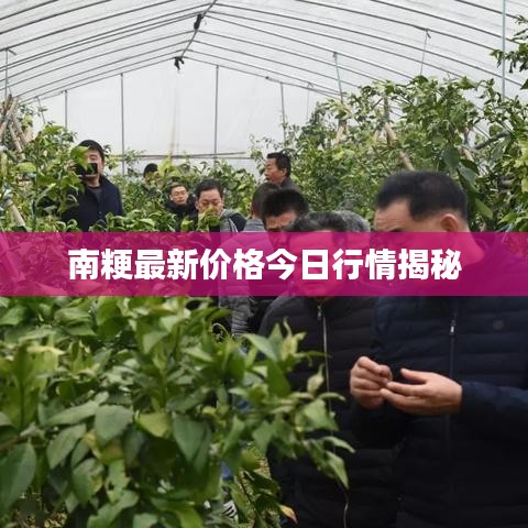 南粳最新價格今日行情揭秘