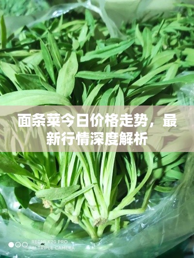 面條菜今日價格走勢，最新行情深度解析