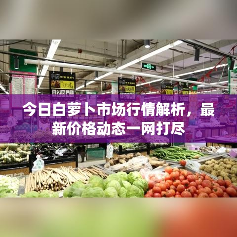 今日白蘿卜市場行情解析，最新價格動態(tài)一網(wǎng)打盡