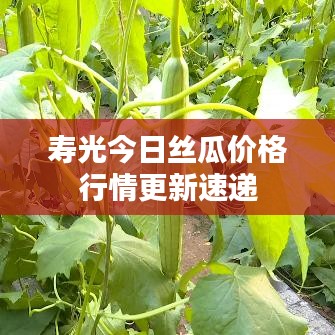 壽光今日絲瓜價(jià)格行情更新速遞