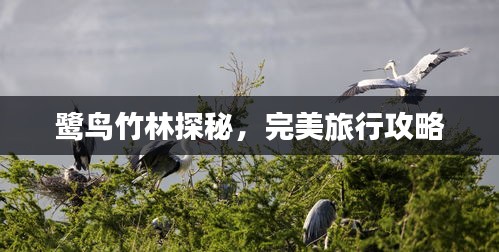 鷺鳥竹林探秘，完美旅行攻略
