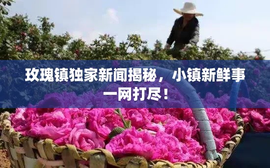 玫瑰鎮(zhèn)獨(dú)家新聞揭秘，小鎮(zhèn)新鮮事一網(wǎng)打盡！