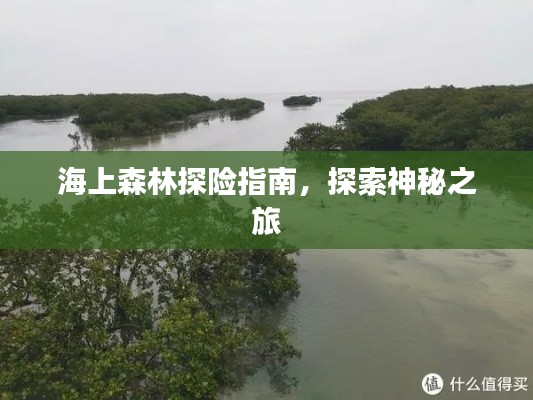 海上森林探險(xiǎn)指南，探索神秘之旅