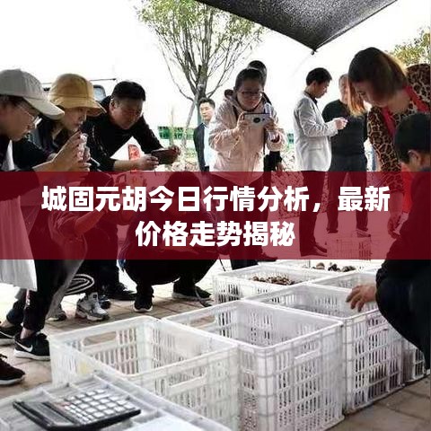 城固元胡今日行情分析，最新價格走勢揭秘