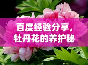 百度經(jīng)驗分享，牡丹花的養(yǎng)護秘籍