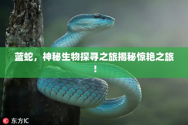 藍(lán)蛇，神秘生物探尋之旅揭秘驚艷之旅！