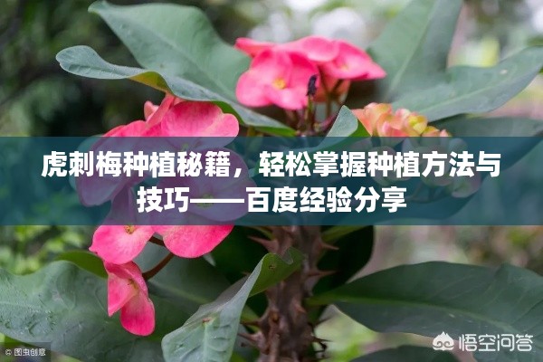虎刺梅種植秘籍，輕松掌握種植方法與技巧——百度經(jīng)驗(yàn)分享