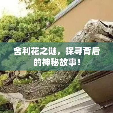 舍利花之謎，探尋背后的神秘故事！