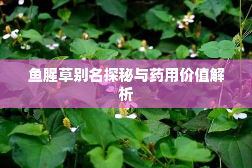 魚腥草別名探秘與藥用價(jià)值解析