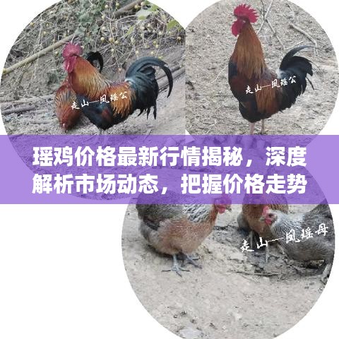 瑤雞價(jià)格最新行情揭秘，深度解析市場(chǎng)動(dòng)態(tài)，把握價(jià)格走勢(shì)！