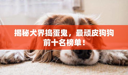揭秘犬界搗蛋鬼，最頑皮狗狗前十名榜單！