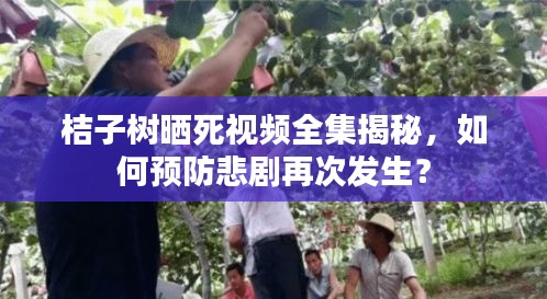 桔子樹曬死視頻全集揭秘，如何預(yù)防悲劇再次發(fā)生？