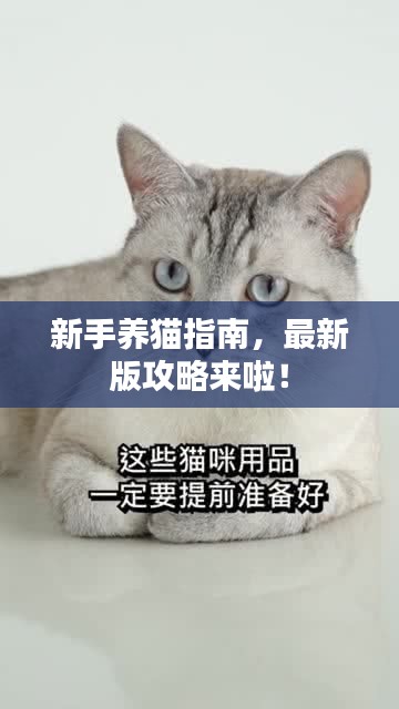 新手養(yǎng)貓指南，最新版攻略來啦！
