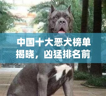 中國(guó)十大惡犬榜單揭曉，兇猛排名前十的犬種全解析