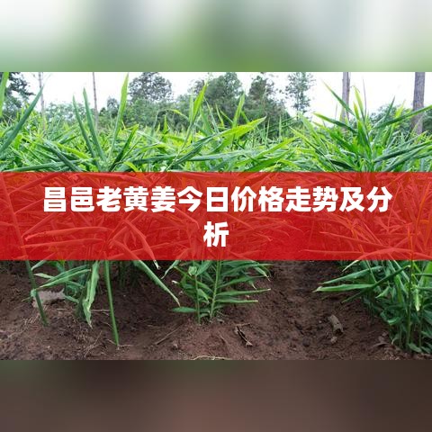 昌邑老黃姜今日價格走勢及分析