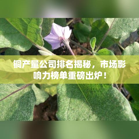 銅產(chǎn)量公司排名揭秘，市場(chǎng)影響力榜單重磅出爐！