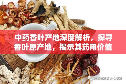 中藥香葉產(chǎn)地深度解析，探尋香葉原產(chǎn)地，揭示其藥用價(jià)值