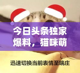 今日頭條獨家爆料，貓咪萌態(tài)視頻走紅，全網(wǎng)矚目引發(fā)關(guān)注熱潮