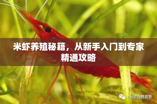米蝦養(yǎng)殖秘籍，從新手入門到專家精通攻略