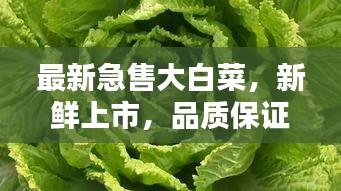 最新急售大白菜，新鮮上市，品質(zhì)保證！