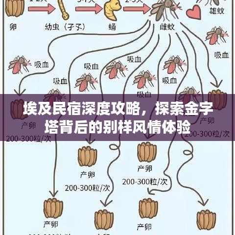 埃及民宿深度攻略，探索金字塔背后的別樣風情體驗