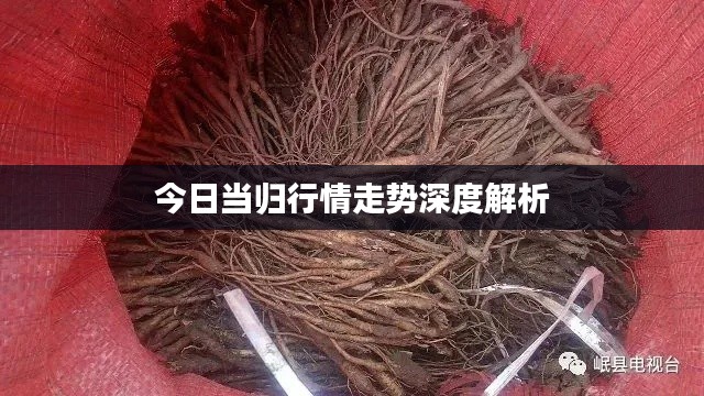 今日當歸行情走勢深度解析