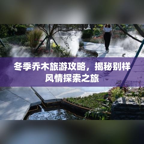 冬季喬木旅游攻略，揭秘別樣風(fēng)情探索之旅
