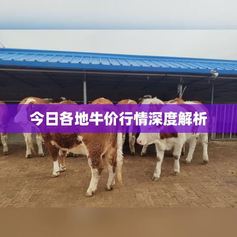 今日各地牛價(jià)行情深度解析