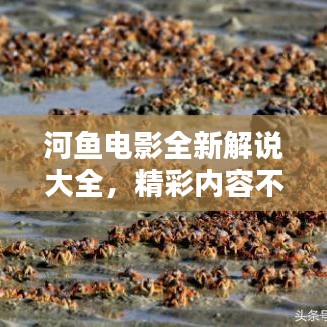 河魚電影全新解說大全，精彩內(nèi)容不容錯過！