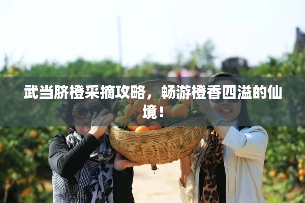 武當臍橙采摘攻略，暢游橙香四溢的仙境！